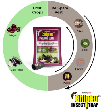Chipku Pheromone Water Trap with Brinjal Fruit & Shoot Borer Lure (Combo Pack of 6)