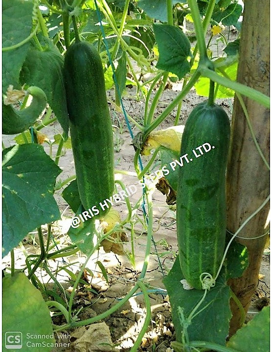 Cucumber / Kakri F1 Iris Akbar