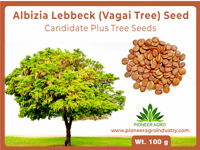 Albizia Odoratissima / Kala Siris Tree Seed