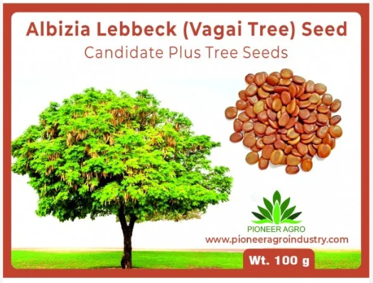 Pioneer Agro Albizia Lebbeck Fry wood (Vagai seed) Women's tongue Tree Seed
