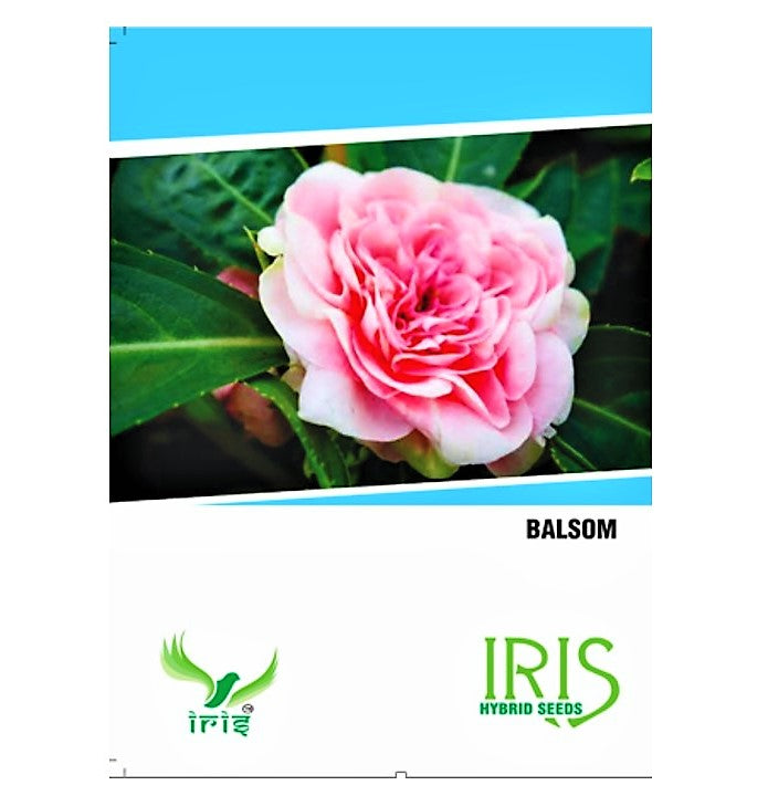 Iris F1 Balsam 15 Seeds