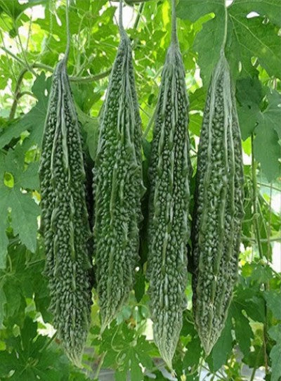 BitterGourd / Karela F1 Aviraj