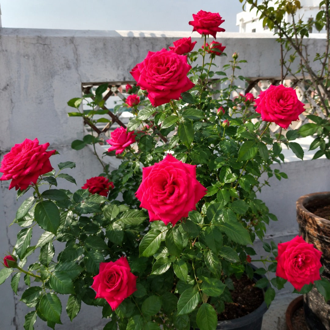 Ecotika Blooming Rose | Rose Plant Food for Flowering