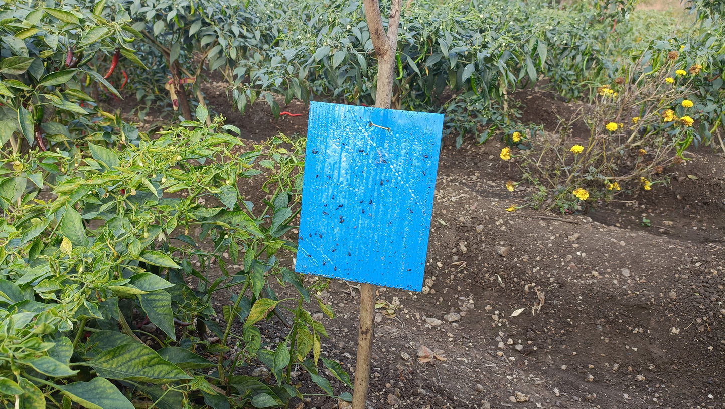 Green Revolution ECO Blue Sticky Trap/Insect Trap for Garden & Farm | A4 Size