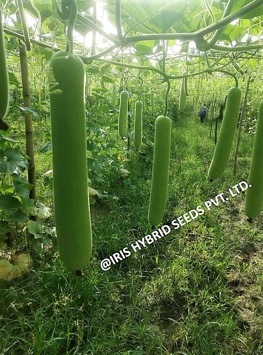 BottleGourd / Lauki F1 Iris Long Jhankar