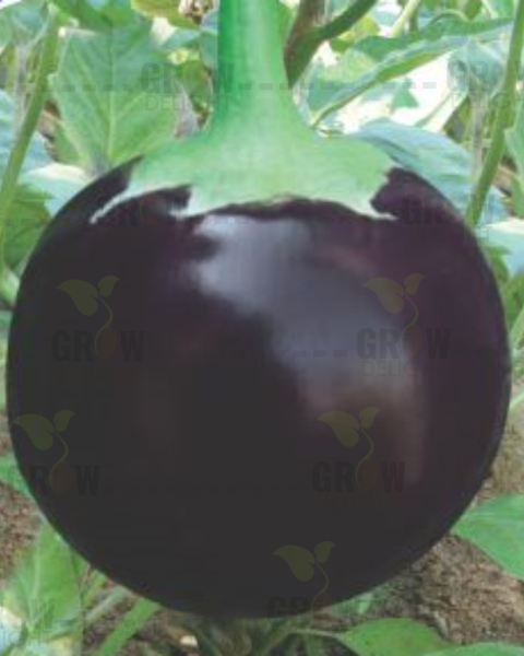 Brinjal F1 Ganpati