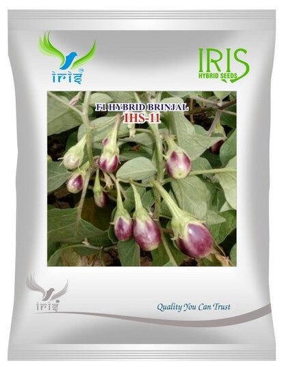 Brinjal Iris F1 IHS-11 - 10 grams