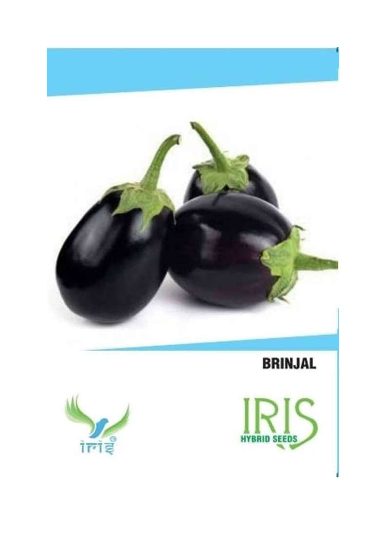 Iris F1 Brinjal Round