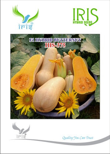 Butternut F1 Iris IHS-375 10 grams