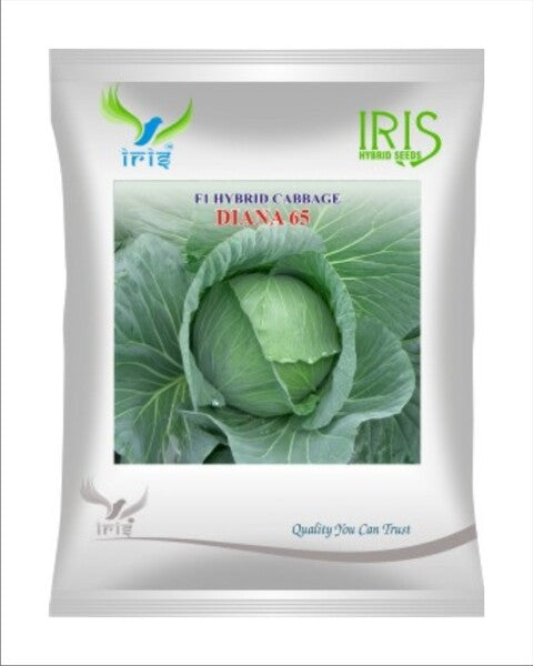 Iris F1 Cabbage / Patta Gobi Diana 65