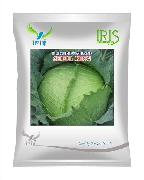 Iris F1 Cabbage / Patta Gobi Seoul King