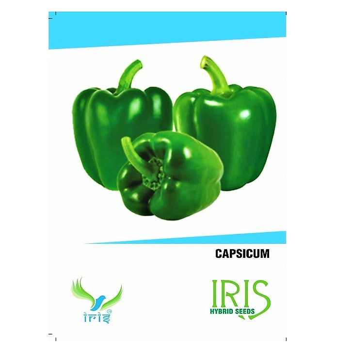 Iris F1 Green Capsicum