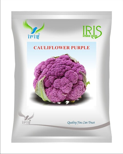 Iris OP Cauliflower Purple