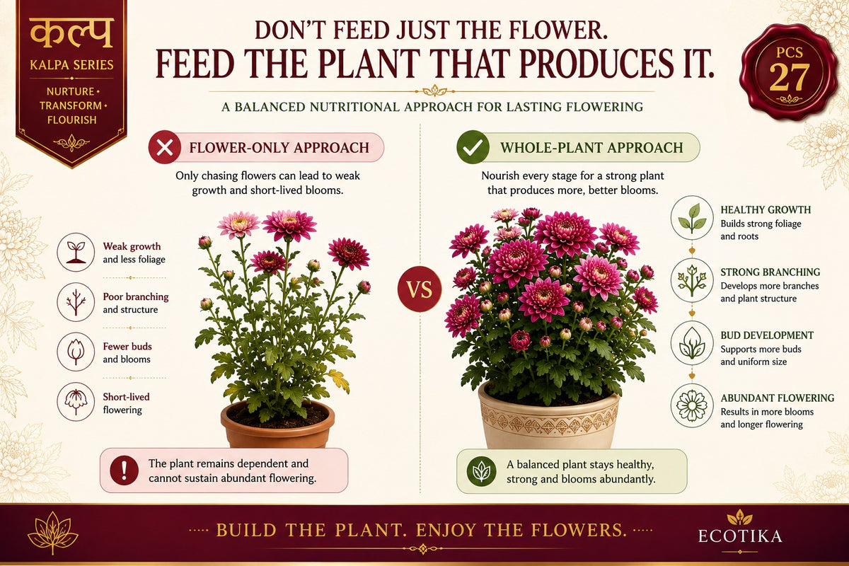 Ecotika Chrysanthemum Special - Chrysanthemum Plant Food for Flowering