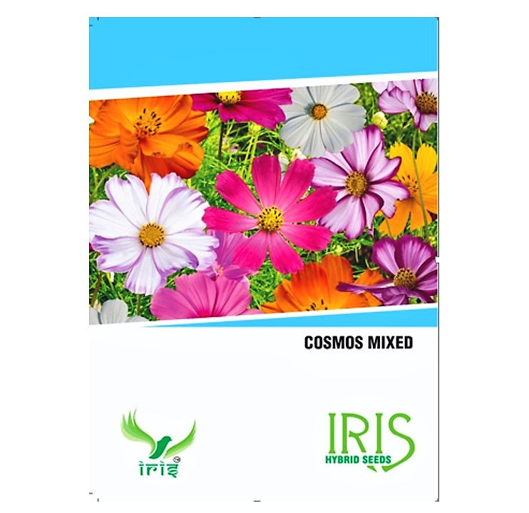 Iris Imported Cosmos Mix