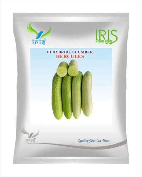Cucumber / Kakri F1 Iris Hercules