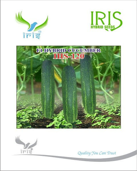 Cucumber / Kakri F1 Iris IHS-120 20 grams