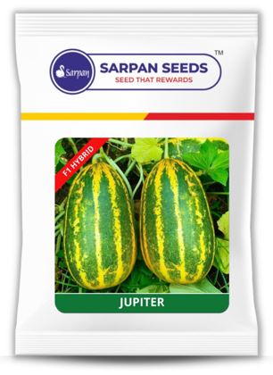 Cucumber Sarpan Jupiter Sambar