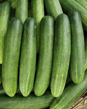 Cucumber / Kakri F1 Kanhaa-24