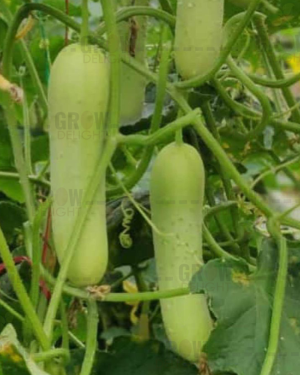 Cucumber / Kakri F1 Siddharth