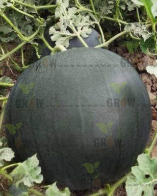 Watermelon F1 Eknath