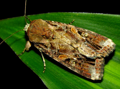 FAW Lure / Spodoptera Frugiperda Pheromone Lure