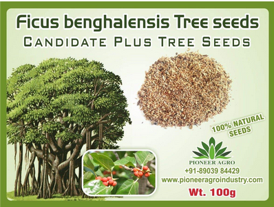 Ficus benghalensis / Banyan Tree Seed