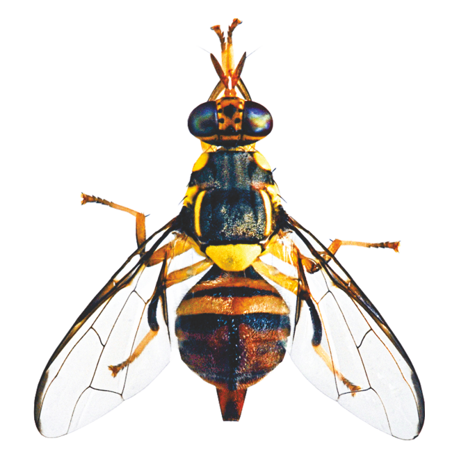 Green Revolution Fruit Fly Lure