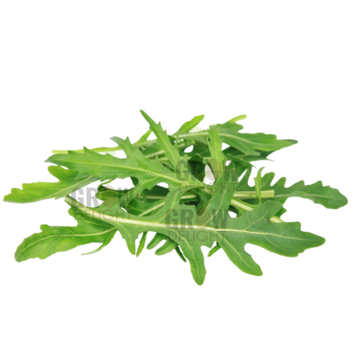 Grow Delight Imported Rocket Leaves Wild GD-05