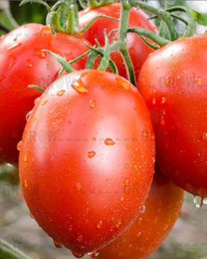 Tomato F1 GD-171