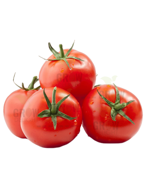 Tomato F1 GD-395