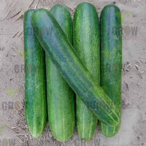 Cucumber / Kakri F1 GD-848