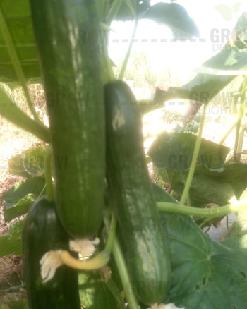 Cucumber / Kakri F1 GD-888