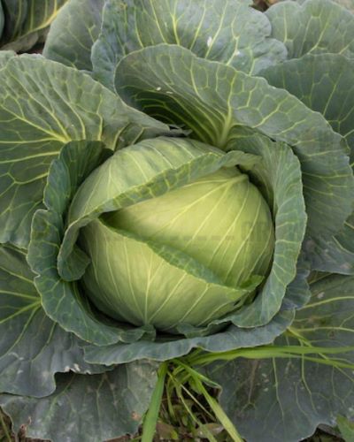 Cabbage / Patta Gobi F1 GD 242