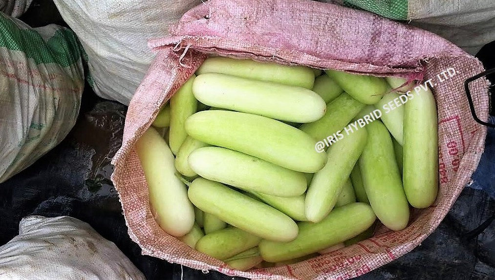 Cucumber / Kakri F1 Iris Ganesha