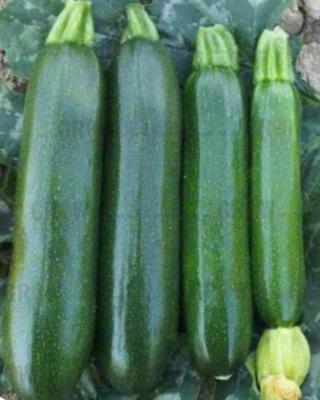 Zucchini / Tori F1 Green Raunak
