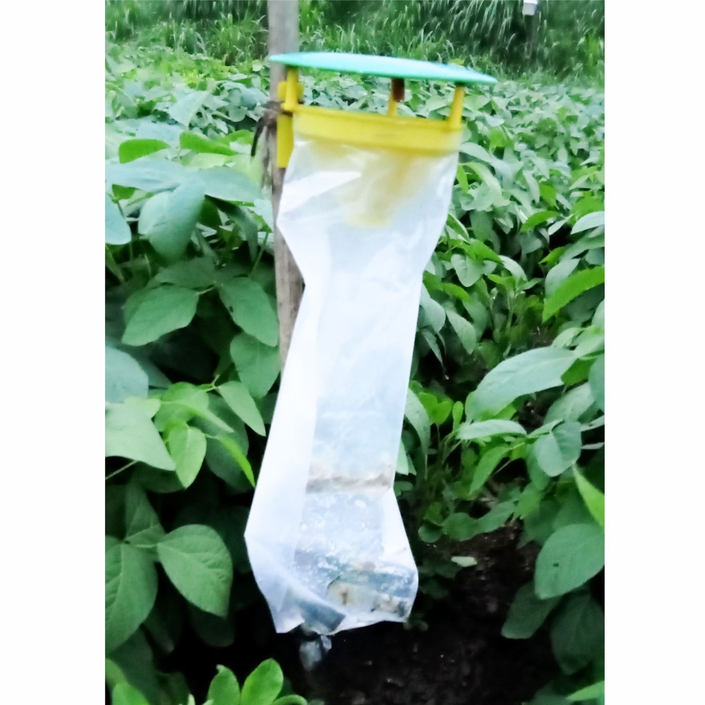 Green Revolution Helic - o - Lure / Helicoverpa Armigera Pheromone Lure