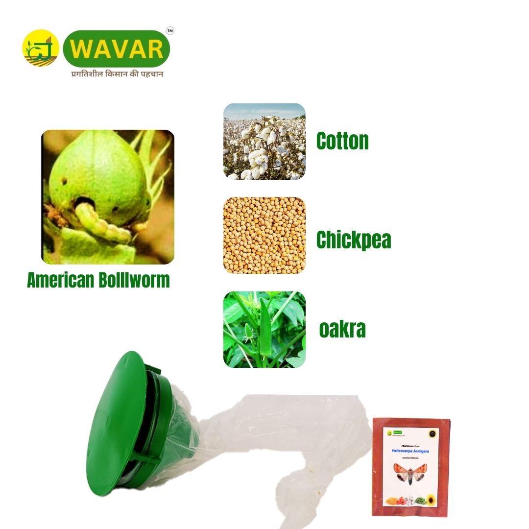 Wavar Funnel Trap with Helicoverpa Armigera Lure