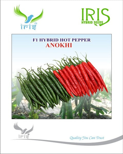 Chilli / Hot Pepper F1 Iris Anokhi