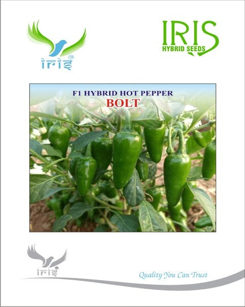 Chilli / Hot Pepper F1 Iris Bolt