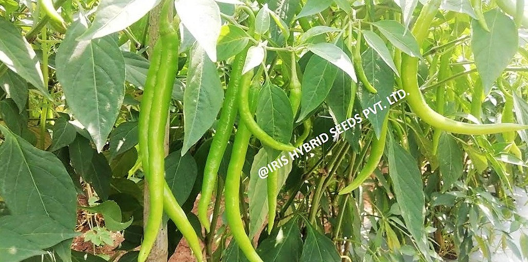 Chilli / Hot Pepper F1 Iris HP-175 10 grams