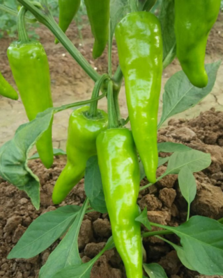 Chilli / Hot Pepper F1 Winner