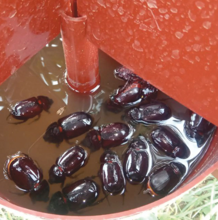 Barrix Hunter Rhinoceros Beetle Trap & Lure