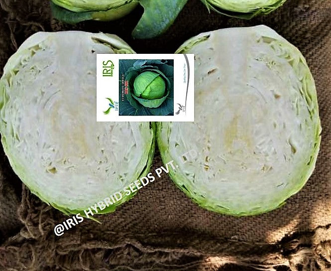 Cabbage / Patta Gobi F1 Iris IHS-801 10 grams