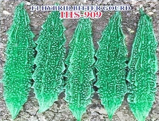 BitterGourd / Karela F1 Iris IHS-909 20 grams