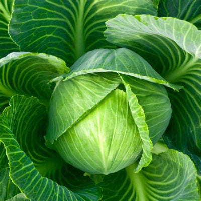 Cabbage / Patta Gobi IVTMP-04 10 grams