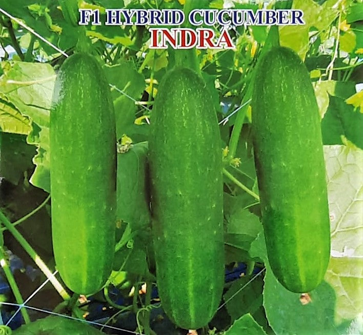 Cucumber / Kakri F1 Iris Indra