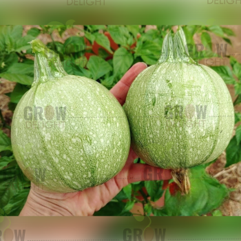 Grow Delight Imported Squash Round Jewel-24