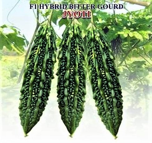 BitterGourd / Karela F1 Iris Jyoti