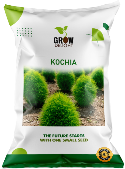 Grow Delight Imported Kochia - 600 seeds